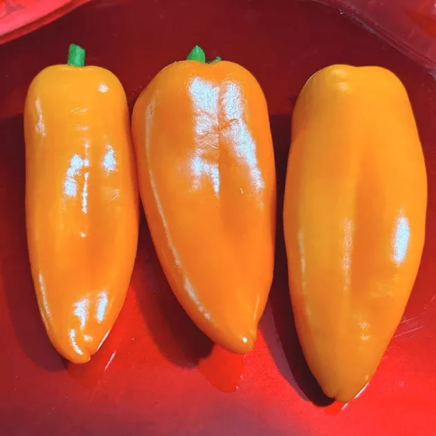 Yummy Snack Orange Hybrid Pepper