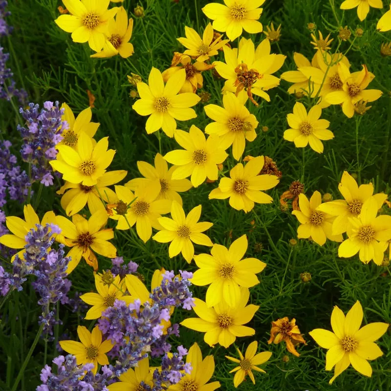 zagreb-coreopsis Zagreb Coreopsis