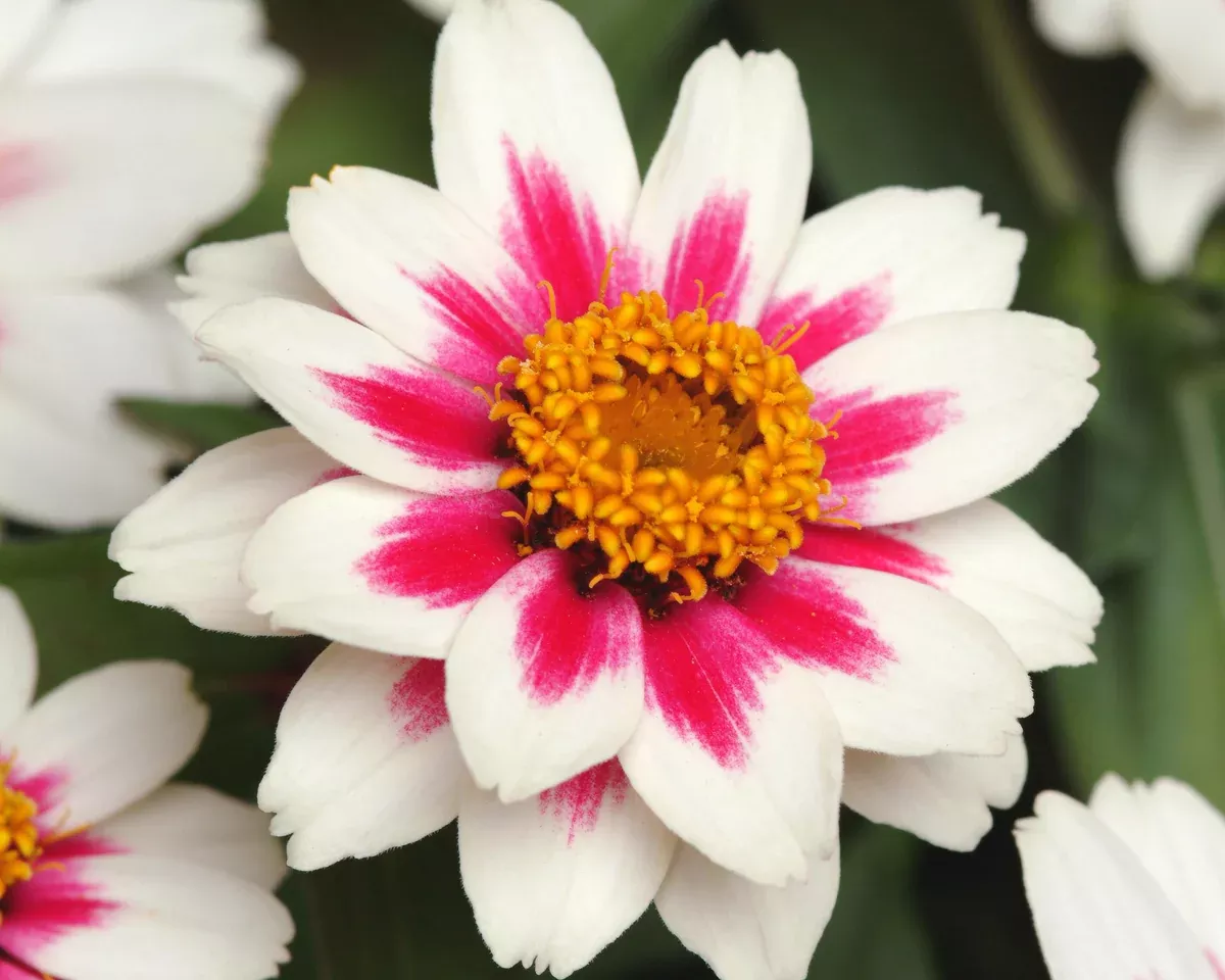 zahara-starlight-rose-zinnia Zahara Starlight Rose Zinnia