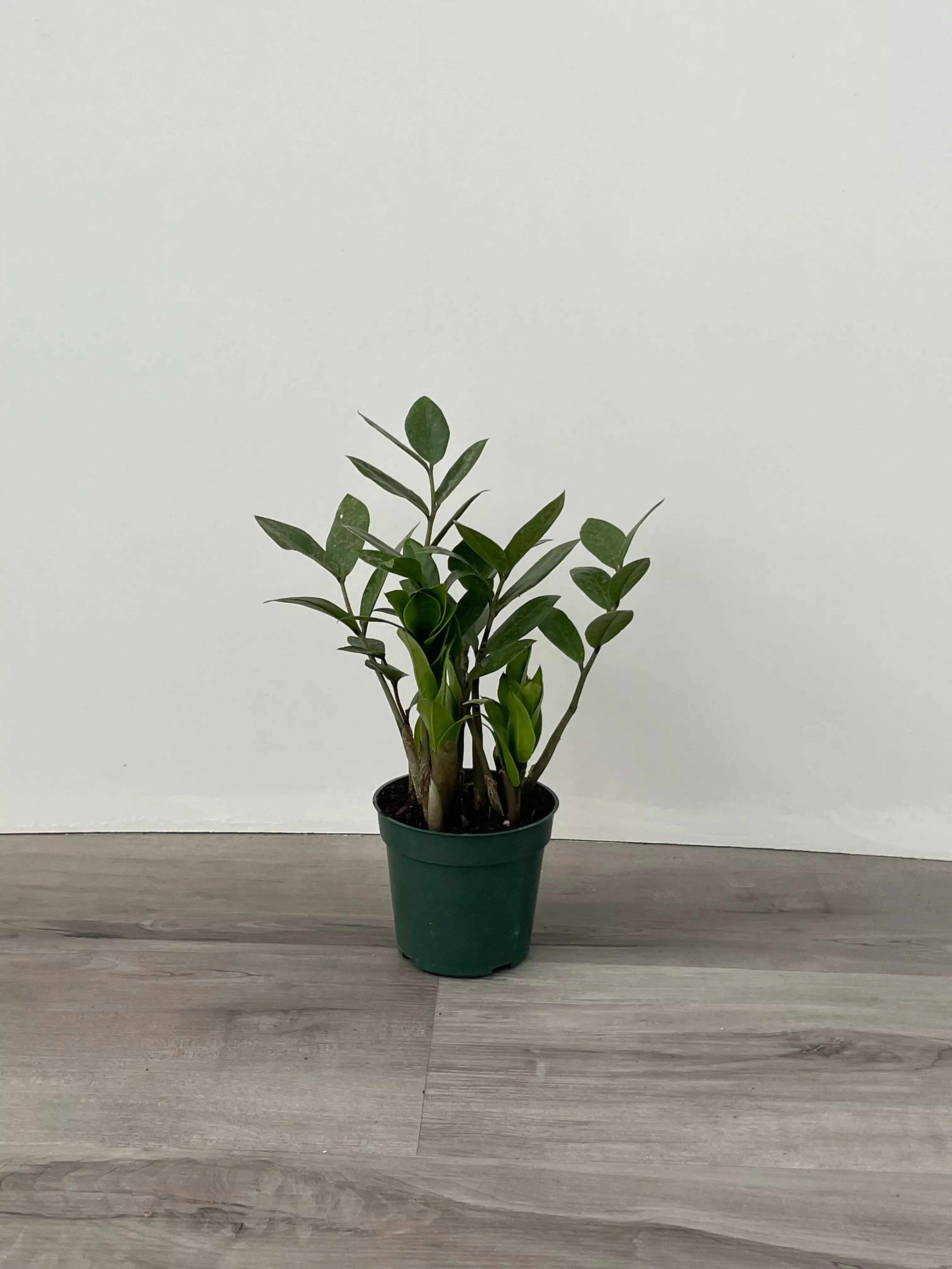 Zamioculcas 'Green ZZ'
