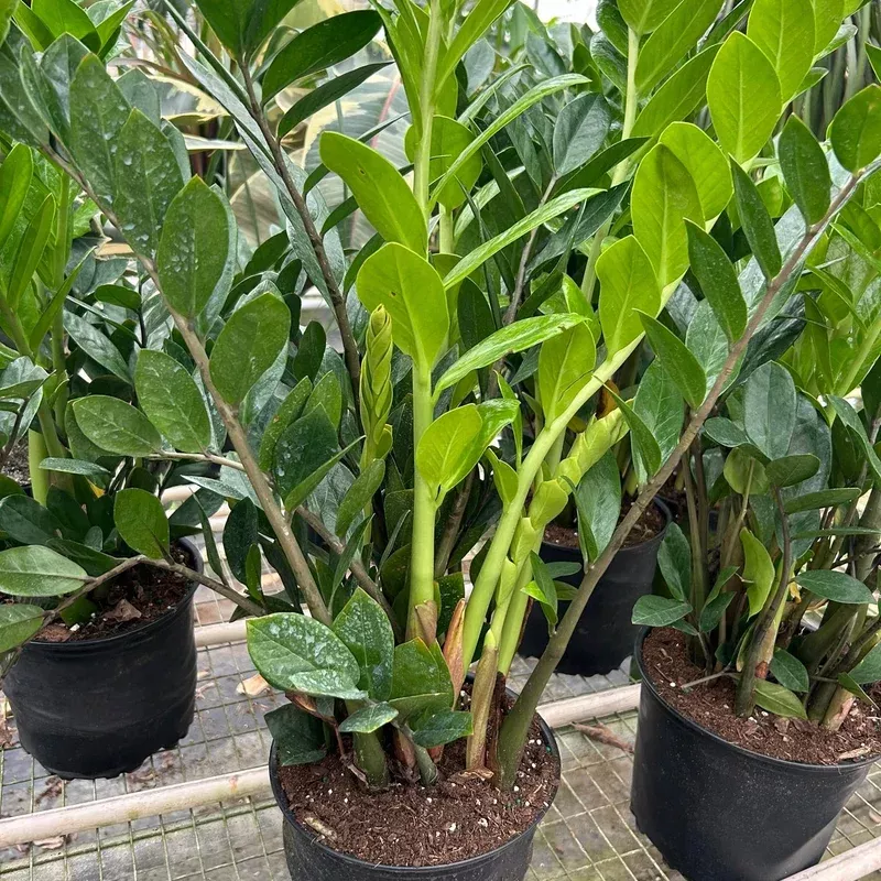 Zamioculcas zamiifolia - ZZ Plant
