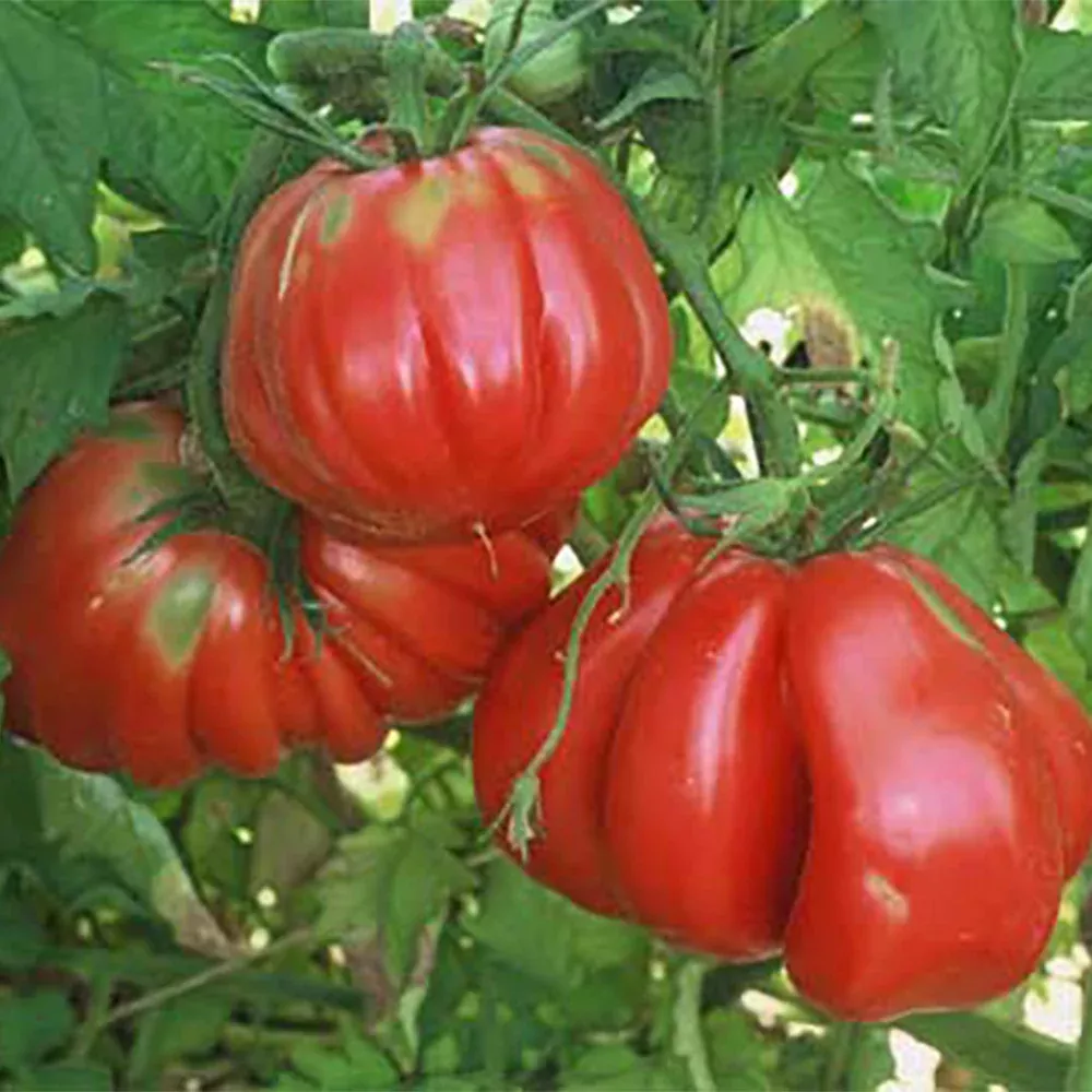 zapotec-pink-ribbed-tomato Zapotec Pink Ribbed Tomato