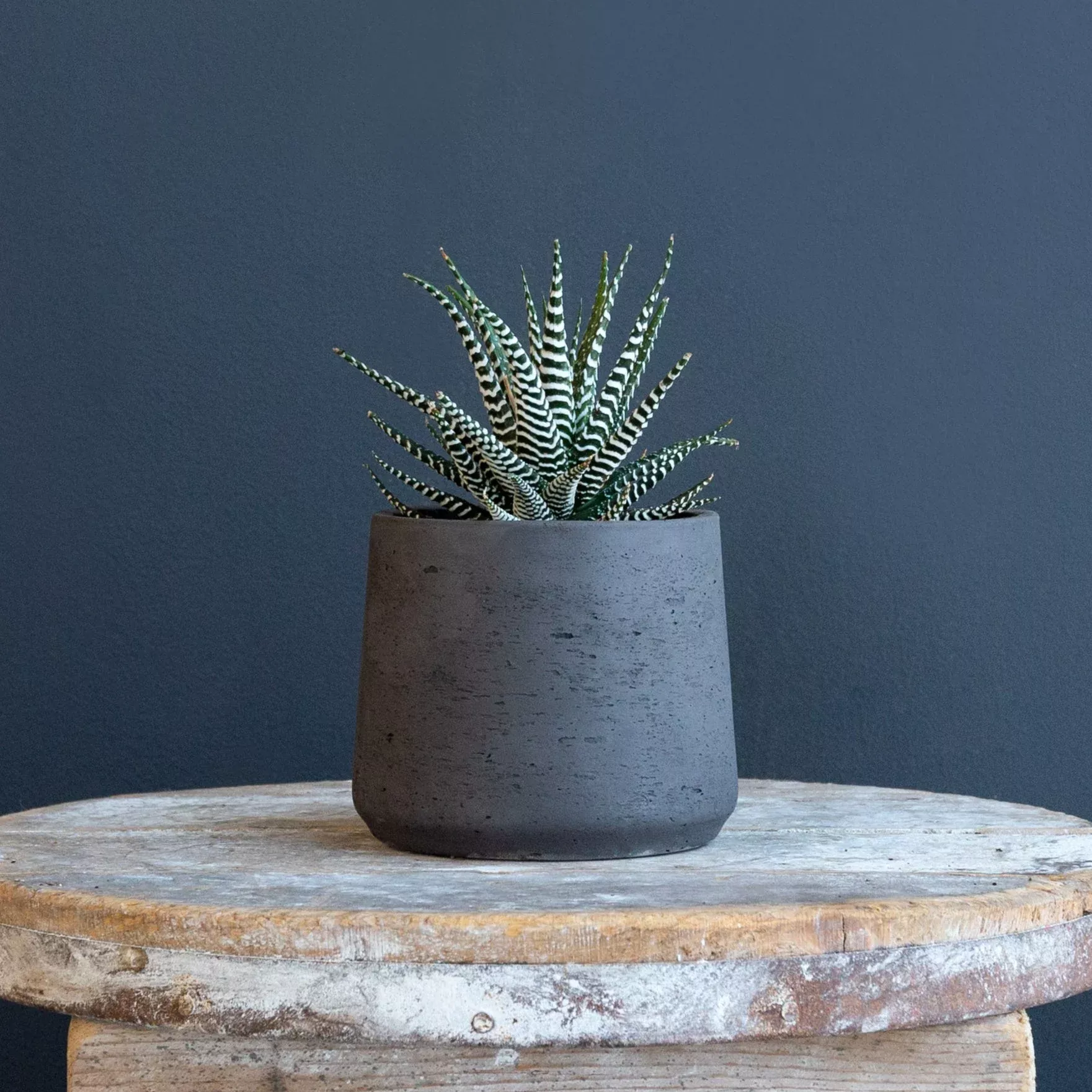 zebra-plant-haworthia-fasciata Zebra Plant (Haworthia Fasciata)