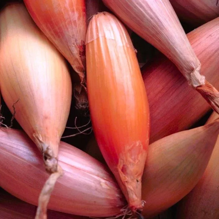 Zebrune Shallot