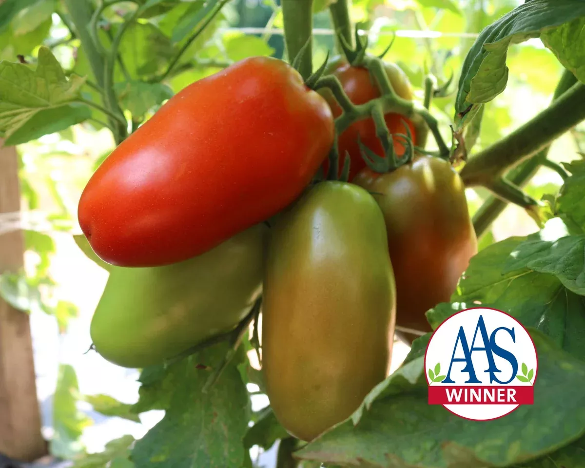 zenzei-hybrid-roma-tomato-seeds Zenzei Hybrid Roma Tomato Seeds