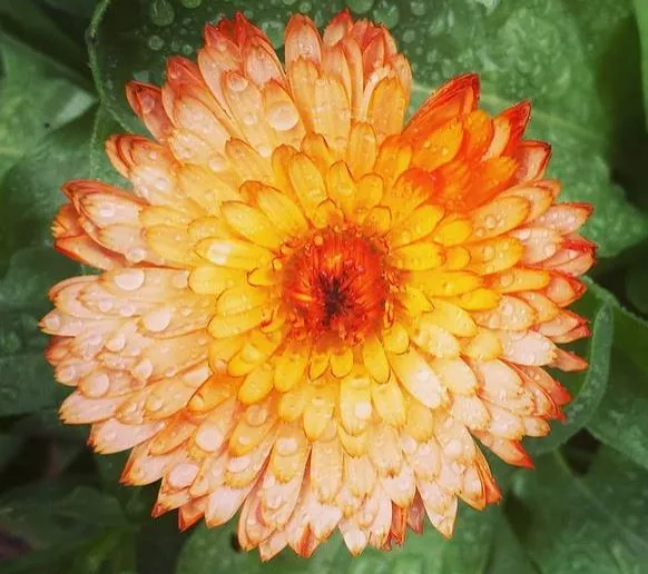 zeolights-calendula Zeolights Calendula