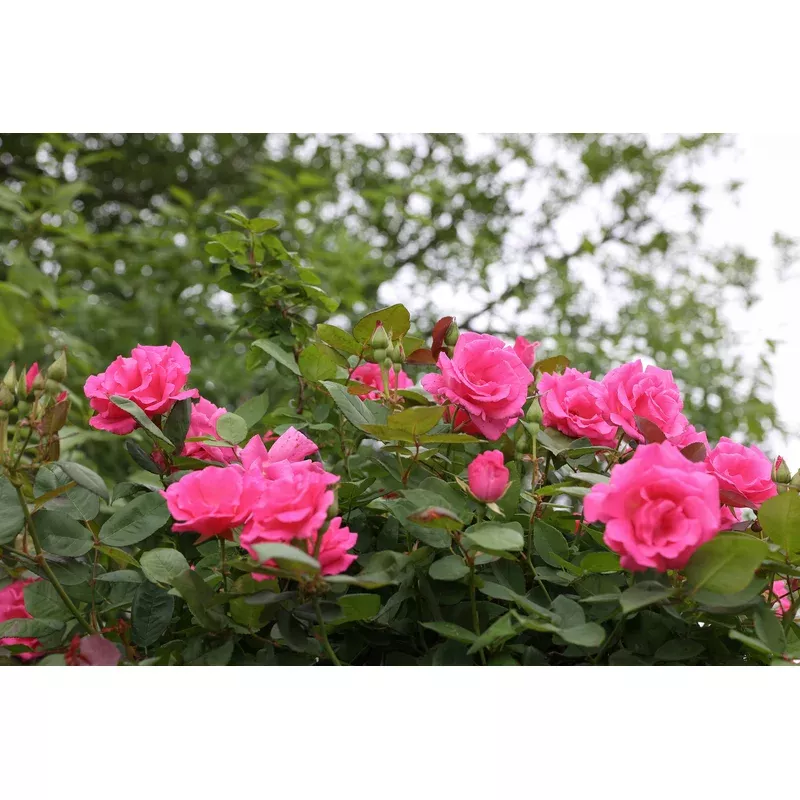 zephirine-drouhin Zephirine Drouhin