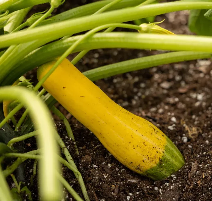 zephyr-hybrid-summer-squash-seeds Zephyr Hybrid Summer Squash Seeds