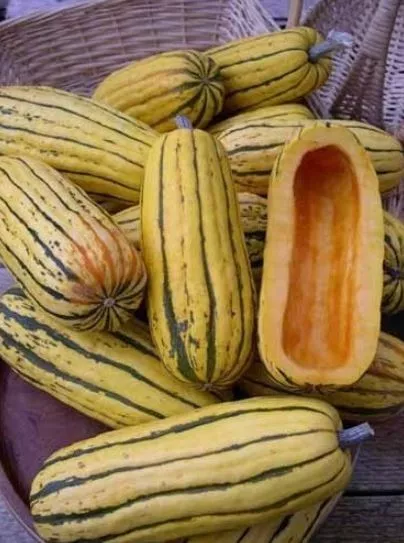 zeppelin-delicata-squash Zeppelin Delicata Squash