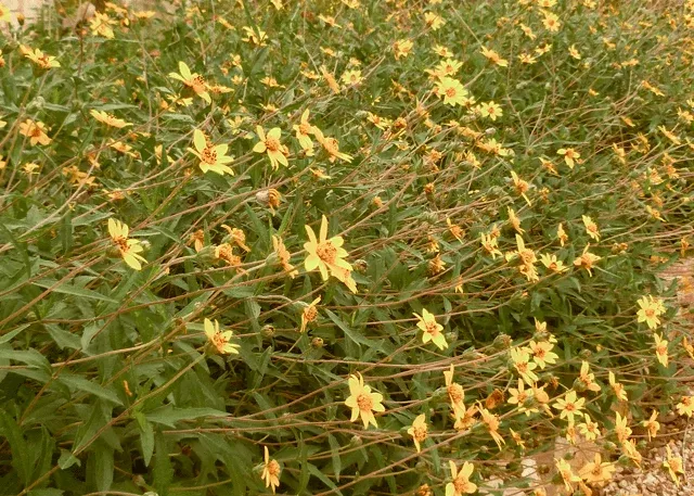Zexmenia