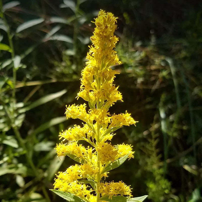 zig-zag-goldenrod-seeds Zig Zag Goldenrod Seeds
