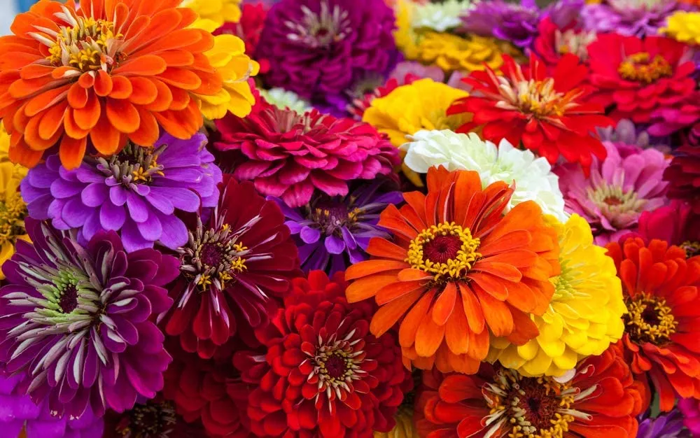zin-master-zinnia-mix Zin Master Zinnia Mix