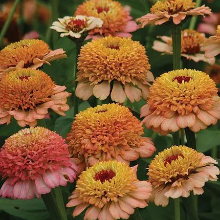 Zinderella Peach Zinnia Seeds