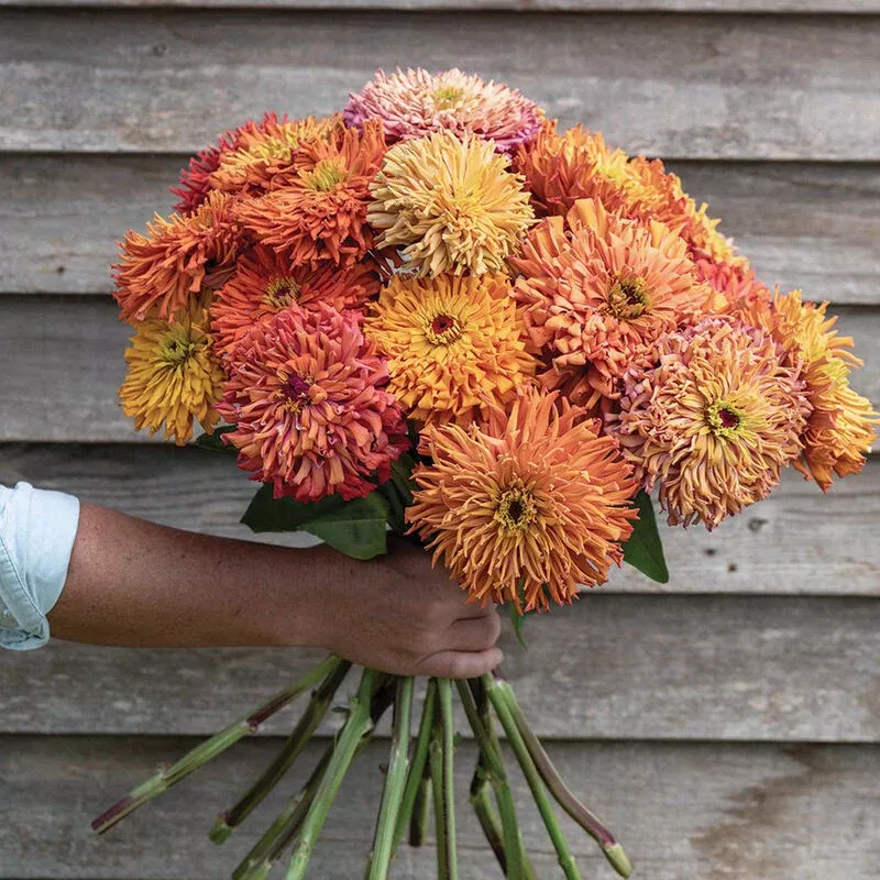 Zinnia: Agave- NEW!
