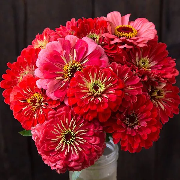 Zinnia: Benary's Giant Coral