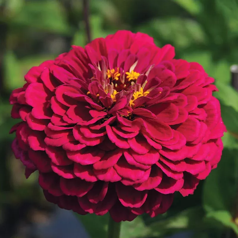 zinnia-benary-s-giant-wine-new Zinnia: Benary's Giant Wine- NEW!