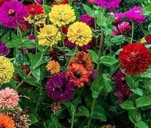 zinnia-button-box-mix Zinnia Button Box Mix