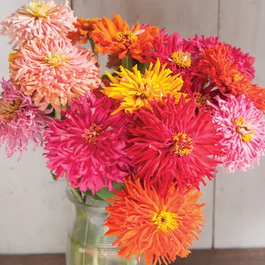 zinnia-cactus-flower-mix Zinnia, Cactus Flower Mix