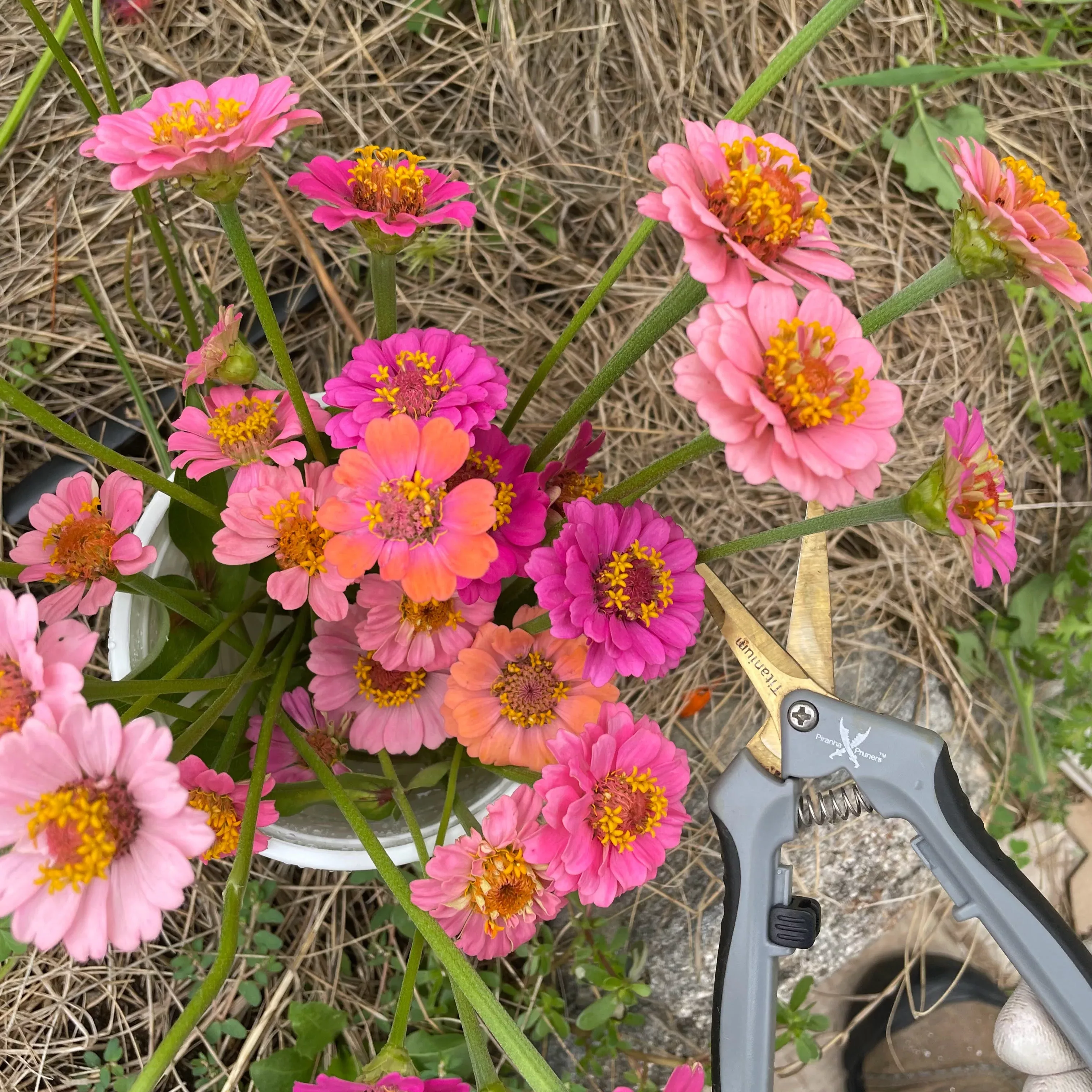 zinnia-dwarf-thumbelina Zinnia: Dwarf Thumbelina