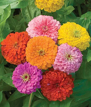 Zinnia 'Giant Dahlia Flowered Mix'