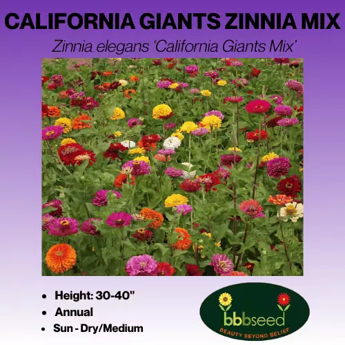 Zinnia Mix – Zinnia elegans ‘California Giants Mix’