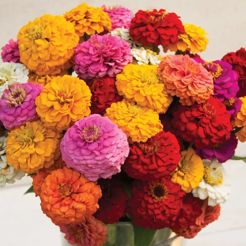 zinnia-oklahoma-mix Zinnia: Oklahoma Mix