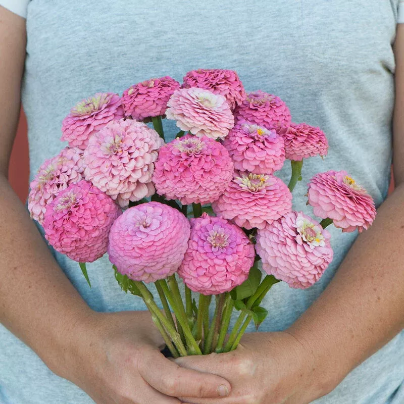 zinnia-pink-oklahoma-new Zinnia: Pink Oklahoma- NEW!