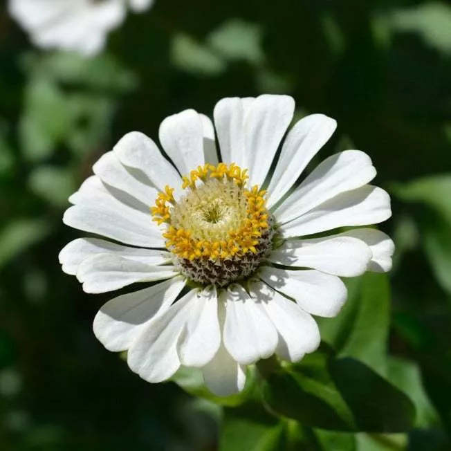 Zinnia, Polar Bear Flowers seeds