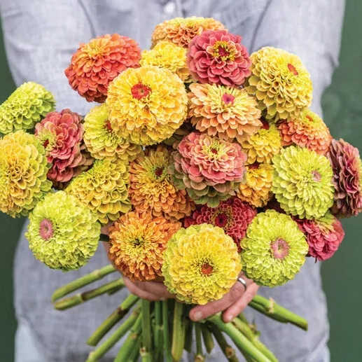 zinnia-queeny-series-mix Zinnia: Queeny Series Mix