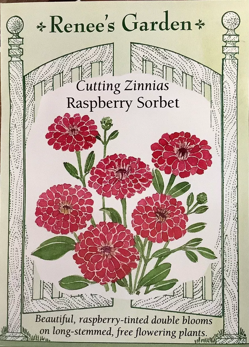 Zinnia - Raspberry Sorbet