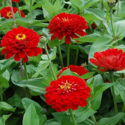 zinnia-scarlet-flame Zinnia, Scarlet Flame