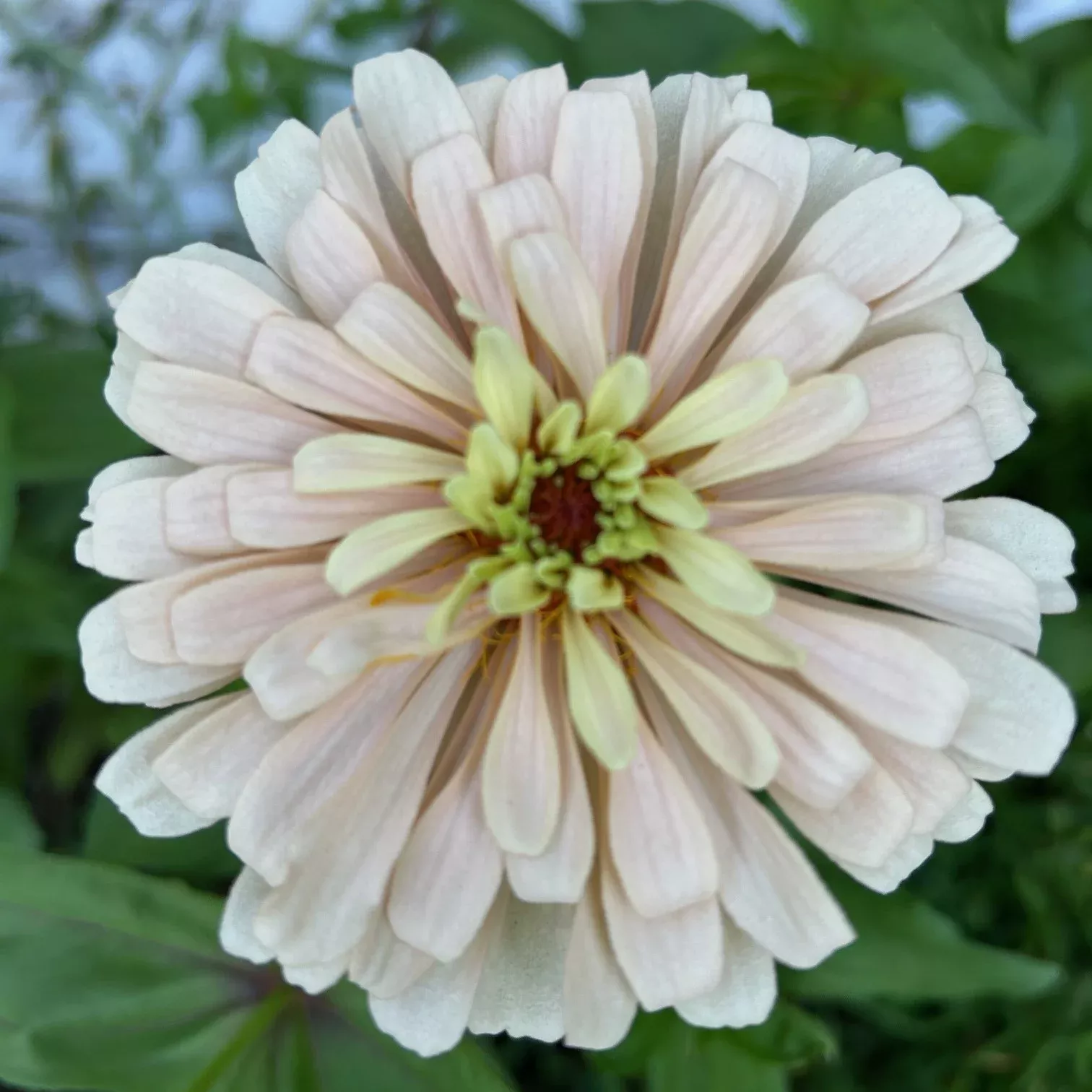 zinnia-seedling-ballerina Zinnia Seedling, Ballerina