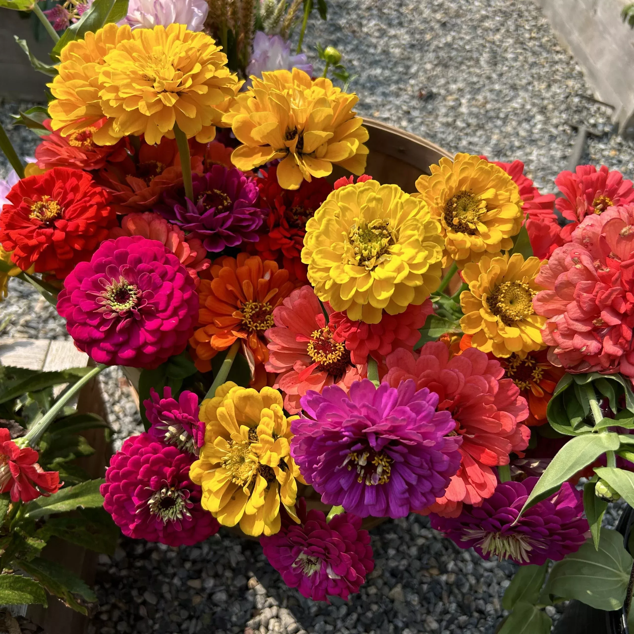 zinnia-seedling-county-fair-mix Zinnia Seedling, County Fair Mix