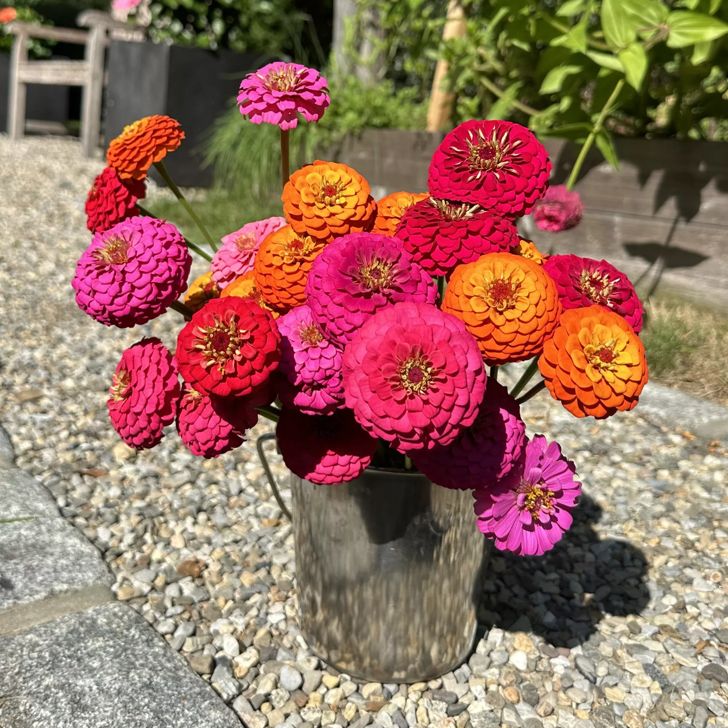 zinnia-seedling-oklahoma-mix Zinnia Seedling, Oklahoma Mix