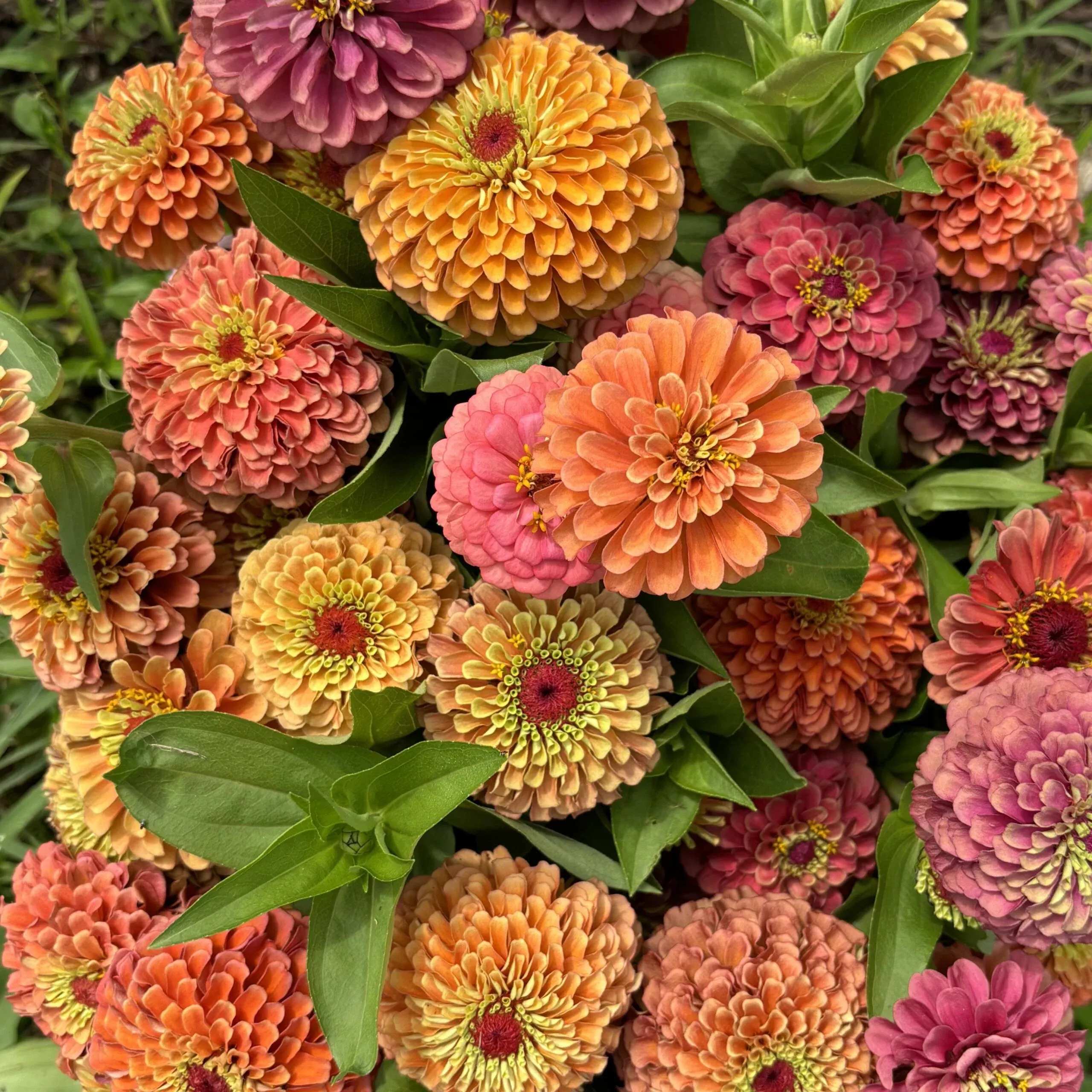 zinnia-seedling-queeny-mix Zinnia Seedling, Queeny Mix