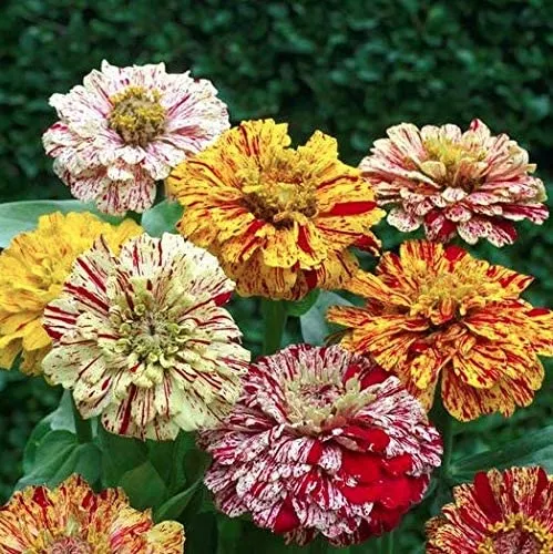 zinnia-seeds-candy-stripe-mix Zinnia Seeds Candy Stripe Mix