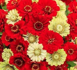 zinnia-seeds-christmas-in-july-mix Zinnia Seeds Christmas in July Mix