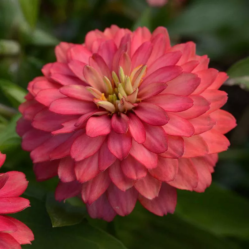 zinnia-seeds-double-zahara-salmon Zinnia Seeds - Double Zahara Salmon