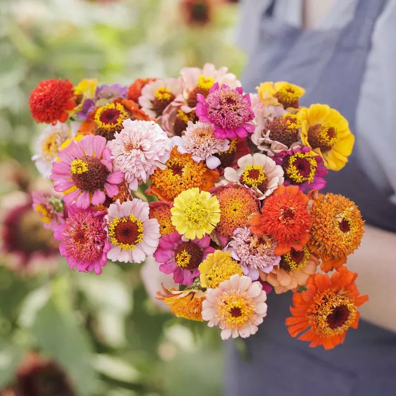zinnia-seeds-scabiosa-flowered-mix Zinnia Seeds - Scabiosa Flowered Mix