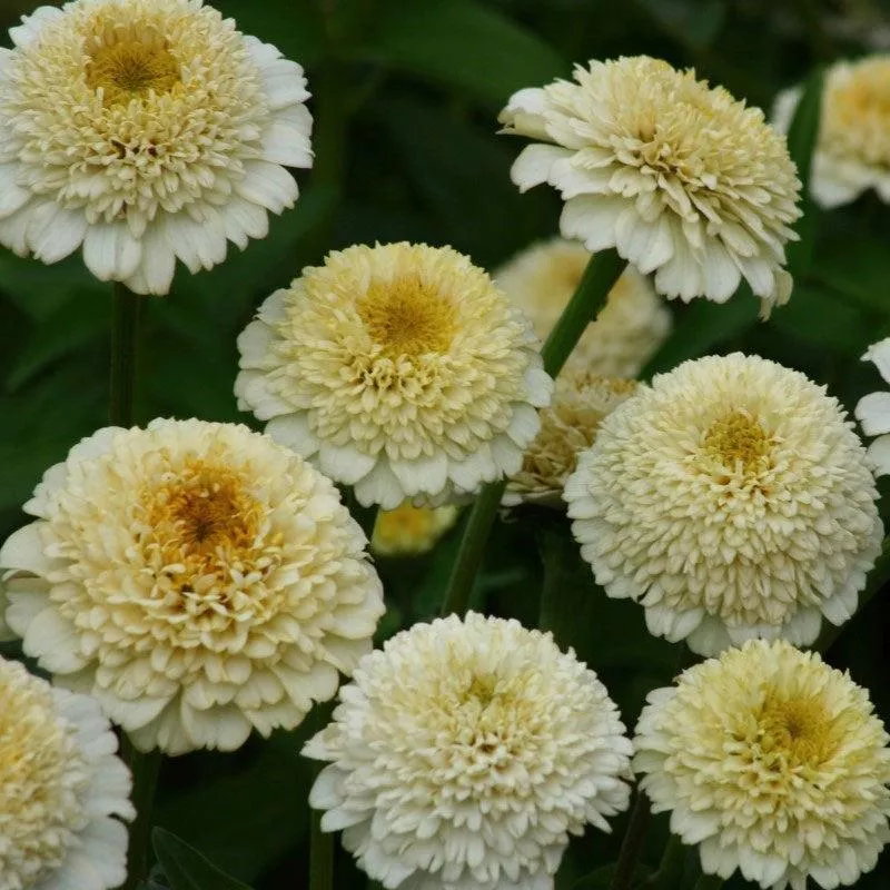 zinnia-seeds-zinderella-white Zinnia Seeds - Zinderella White
