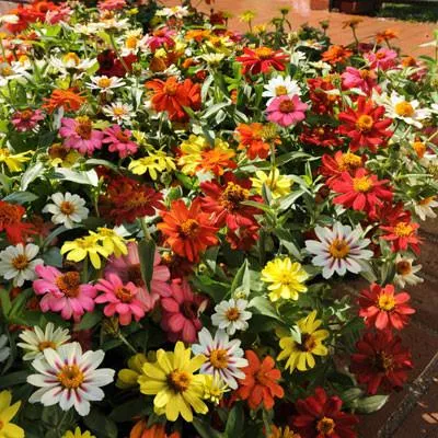 Zinnia 'Zahara'