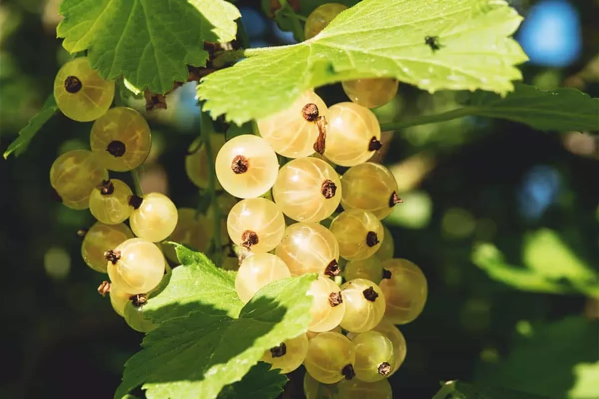 zitavia-currant Zitavia Currant