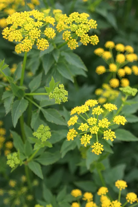 zizia-aurea-golden-alexanders Zizia aurea - Golden Alexanders