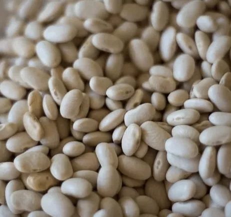 zolfino-bean Zolfino Bean