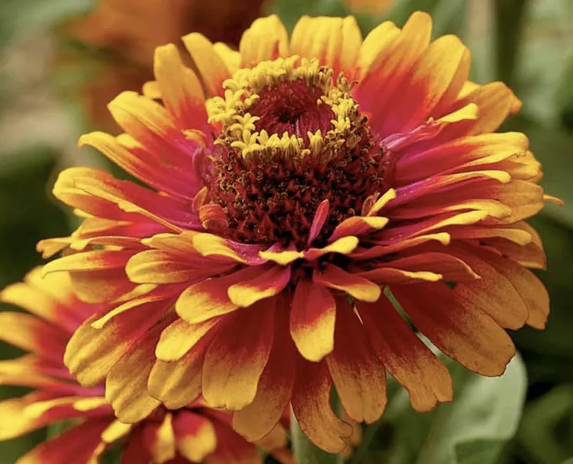 zowie-yellow-flame-zinnia Zowie Yellow Flame Zinnia
