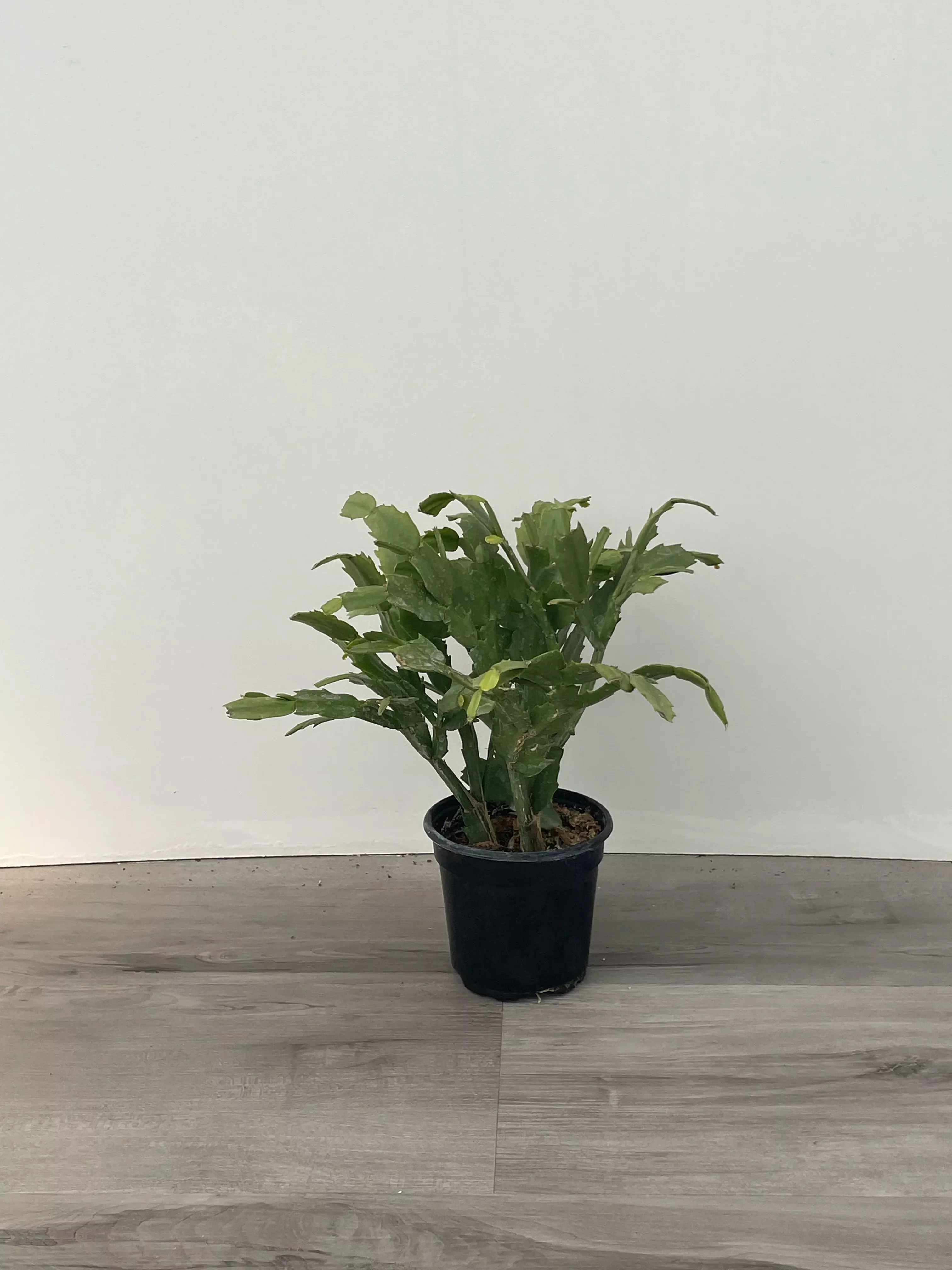 zygo-cactus Zygo Cactus
