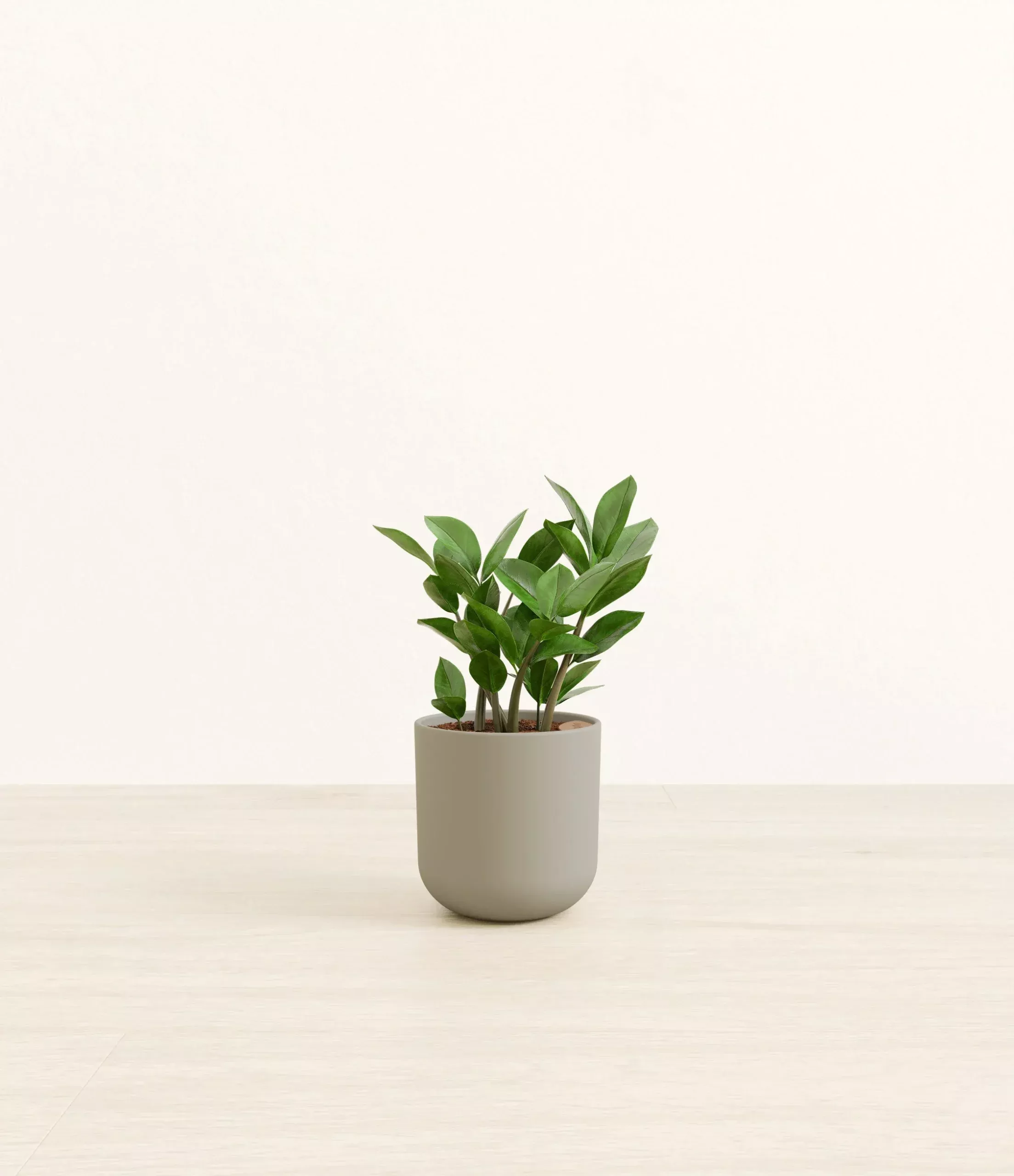 zz-plant ZZ Plant